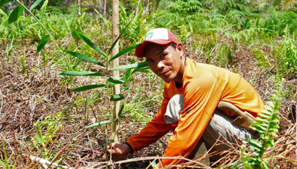 Peatland project Indonesia