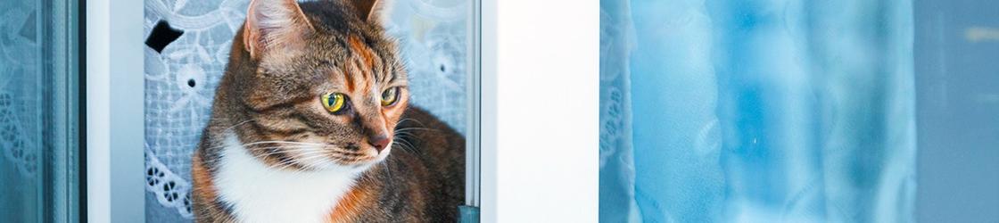 Clean air for World Animal Day